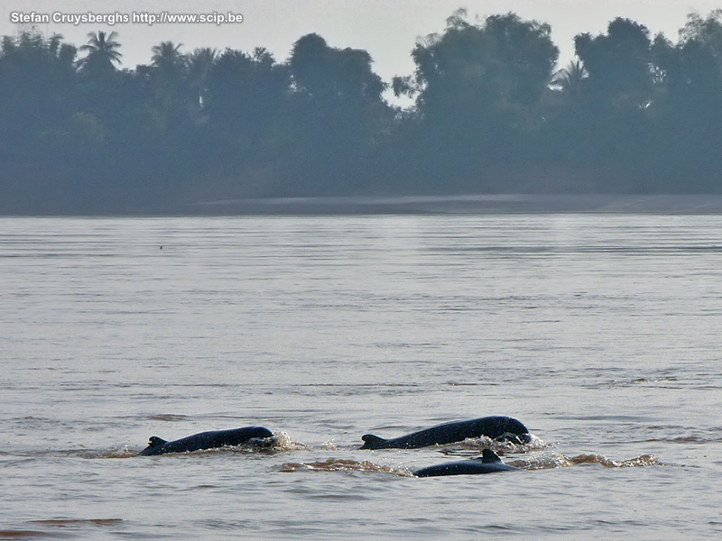 Kratie - Irrawaddy dolfijnen In Kampi nabij de stad Kratie zitten er op de Mekong rivier nog zo'n 150 zeldzame Irrawaddy zoetwaterdolfijnen. Vanuit een bootje kan je de dieren vrij gemakkelijk observeren. Stefan Cruysberghs